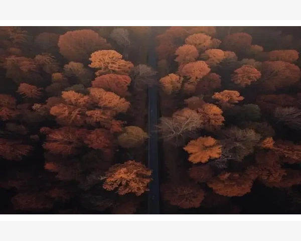 MT4挂单成交价格偏差真相与应对方法