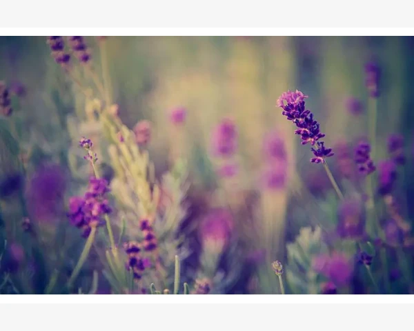智能氯苯检测仪核心功能与使用要点_智能氯苯检测仪核心功能与使用要点